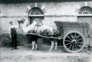 En baktrisk kamel trækker en møgvogn i London Zoo, 1913 af Frederick William Bond